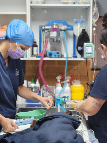 About - Tea Gardens Veterinary Hospital