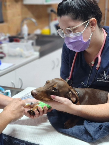 About - Tea Gardens Veterinary Hospital